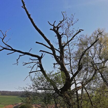 Bizarrer Baum an der Innerste